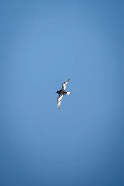 Antarctic Petrel Banks Perfect Blue Sky — Stock Photo, Image