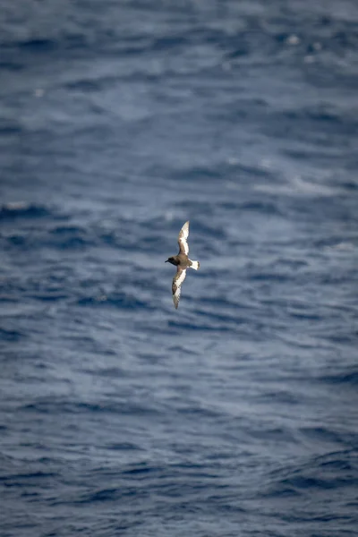 Antarktida Petrel Překračuje Oceán Vertikálními Křídly — Stock fotografie