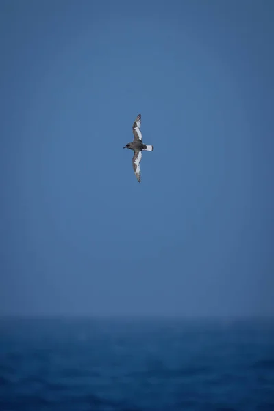 Antarctic Petrel Crosses Ocean Wings Vertical — Stock Photo, Image