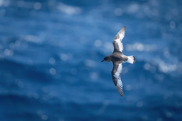 Antarktissturmvogel Überquert See Mit Vertikalen Flügeln — Stockfoto