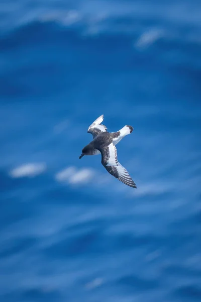 南极海燕在阳光下潜入海洋 — 图库照片