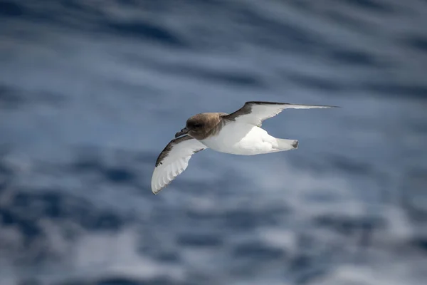 在阳光下 南极海燕在海面上滑行 — 图库照片