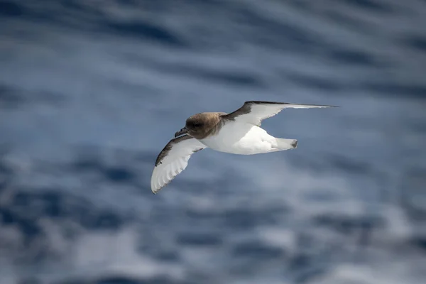 Antarktický Petrel Klouže Nad Oceánem Slunečním Svitu — Stock fotografie