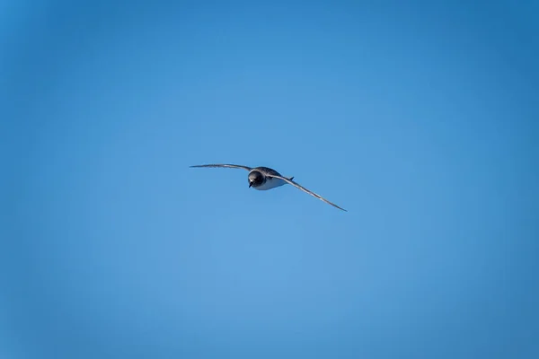 Antarctic Petrel Glides Clear Blue Sky — Stock Photo, Image
