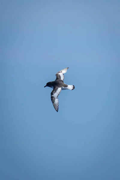 Antarctic Petrel Flies Clear Bue Sky — Stock Photo, Image