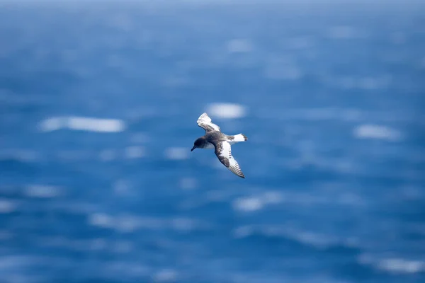 Antarktisk Petrel Glider Över Havet Tittar Ner — Stockfoto