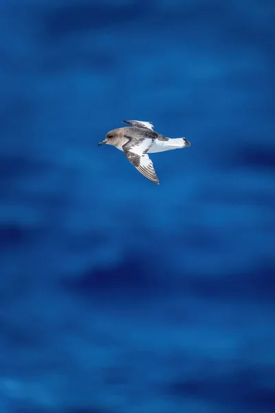 Antarctic Petrel Glides Deep Blue Sea — Stock Photo, Image