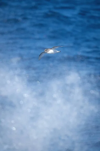 Antarctic Petrel Glides Spray Sea — Stock Photo, Image