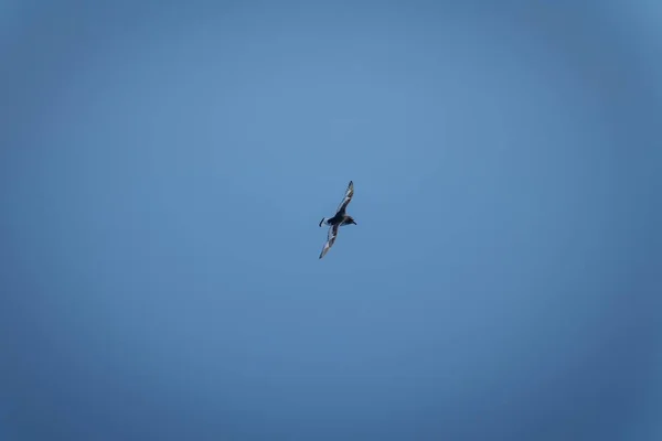 Antarctic Petrel Gliding Clear Blue Sky — Stock Photo, Image