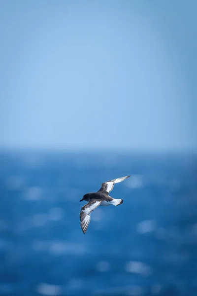 Ανταρκτική Petrel Αιωρείται Πάνω Από Τον Ωκεανό Στη Λιακάδα — Φωτογραφία Αρχείου