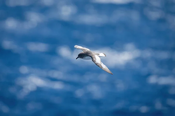 Petrel Antártico Deslizando Sobre Mar Sol — Fotografia de Stock