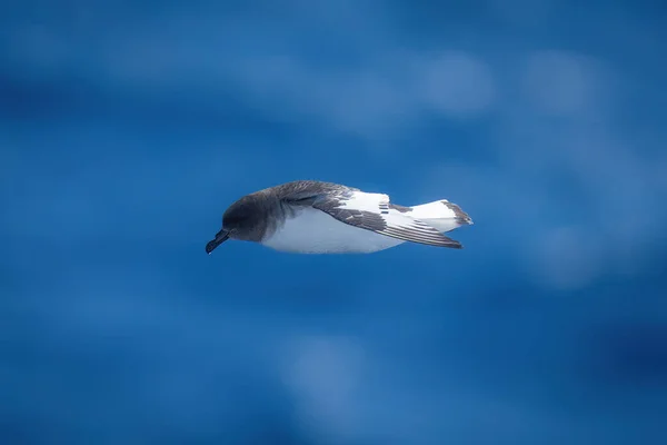 Antarctische Stormvogel Profiel Met Ingestopte Vleugels — Stockfoto