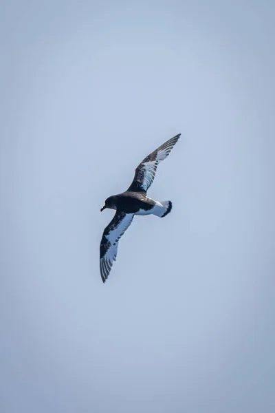 Antarctic Petrel Makes Banked Turn Sky — Stock Photo, Image