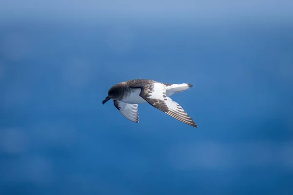 Petrel Antarktyczny Wznosi Się Nad Oceanem Słońcu — Zdjęcie stockowe