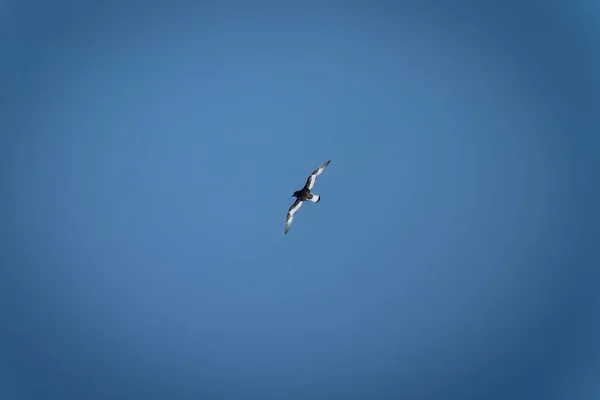 Petrel Antártico Gira Cielo Azul Claro — Foto de Stock