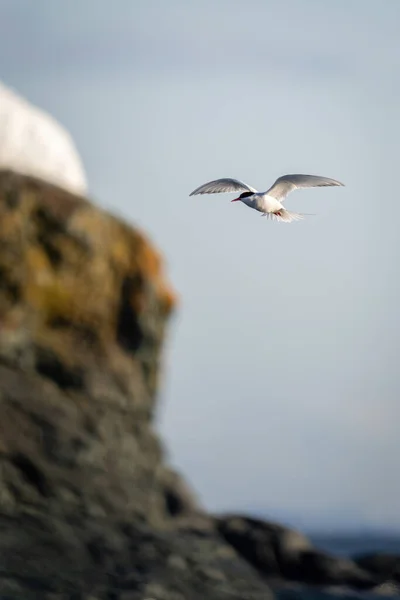 Tern Antártico Aproxima Falésias Com Asas Espalhadas — Fotografia de Stock