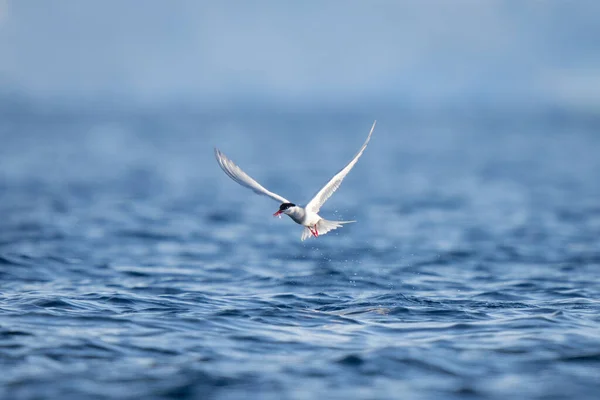 一只南极灯笼从海面上飞起 嘴里衔着刚捕获的一条小鱼 它的翅膀呈V形展开 几滴水在它后面拖着 在企业岛的Foyn港被索尼A1开枪击中 — 图库照片