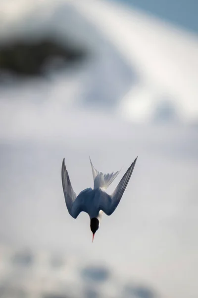 Patrón Antártico Bucea Por Banco Nieve —  Fotos de Stock