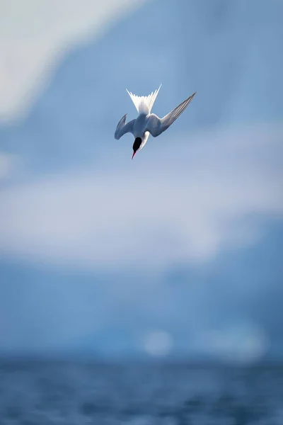 Ανταρκτική Tern Καταδύσεις Στη Θάλασσα Παρελθόν Παγόβουνο — Φωτογραφία Αρχείου