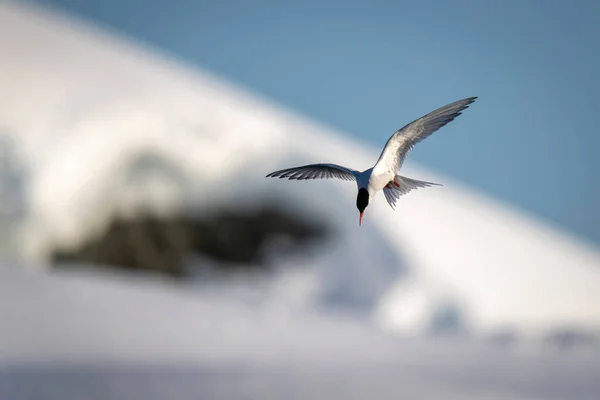Antarktisseeschwalbe Taucht Ufer Des Schnees Vorbei — Stockfoto