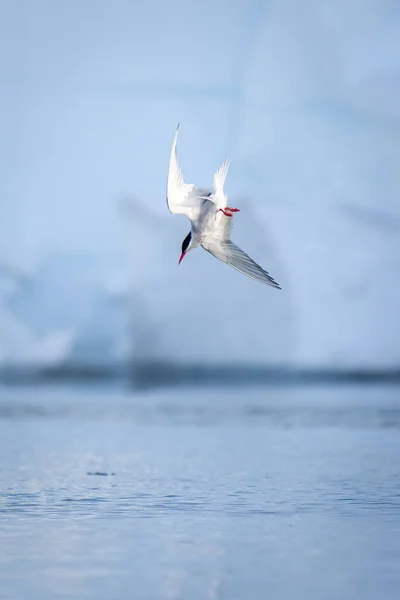 Tern Antártico Mergulha Água Por Iceberg — Fotografia de Stock