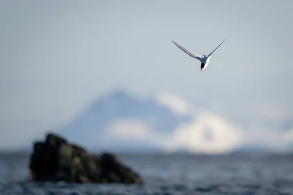 Sterna Antartica Tuffa Verso Mare Pescare — Foto Stock