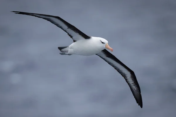 Чернобровый Альбатрос Пересекает Океан Распростертыми Крыльями — стоковое фото