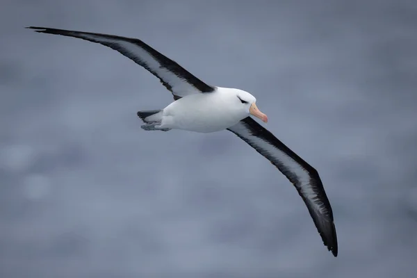 Albatroz Testa Preta Cruza Oceano Com Asas Abertas — Fotografia de Stock