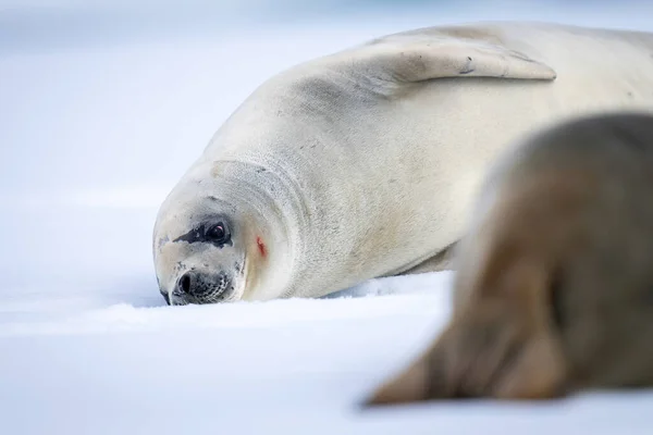 Close Crabeater Seal Lying Another — Stock Photo, Image