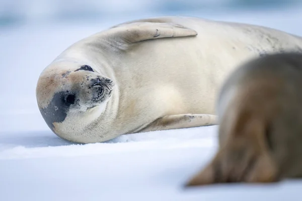 Close Van Crabeater Zeehond Liggend Door Een Andere — Stockfoto