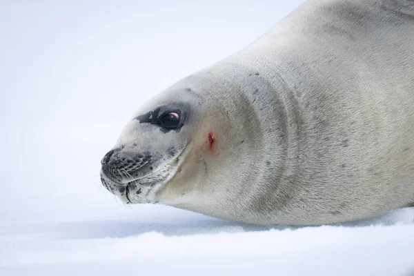 Close Van Krabbenzeehond Liggend Sneeuw — Stockfoto