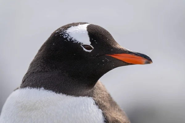 Primer Plano Cabeza Pingüino Gentoo Mirando Derecha —  Fotos de Stock