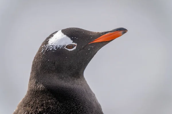 Nahaufnahme Von Gentoo Pinguin Kopf Heben Schnabel — Stockfoto