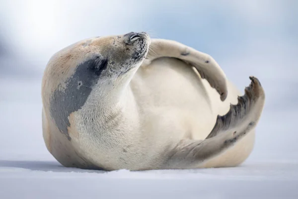 Kraanvogel Zeehond Ligt Sneeuw Oprijzende Kop — Stockfoto