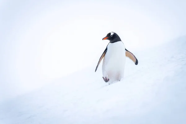 Gentoo Penguin Crosses Snowy Slope Turning Head — Stock Photo, Image