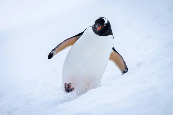 Gentoo Pinguim Cruza Encosta Nevada Direção Câmera — Fotografia de Stock