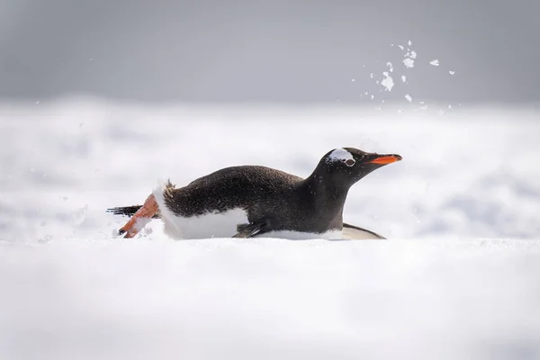 Gentoo Pinguim Desliza Para Baixo Inclinação Neve — Fotografia de Stock