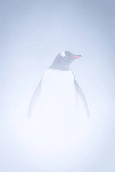 Gentoo Pinguim Fica Tempestade Neve Enfrentando Câmera — Fotografia de Stock