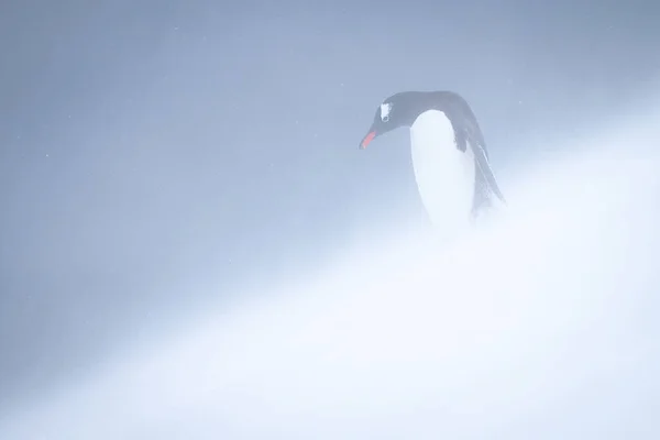 Gentoo Pingwin Stoi Patrząc Dół Śnieżnego Stoku — Zdjęcie stockowe