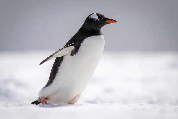 Gentoo Pinguino Cammina Attraverso Neve Rivolta Destra — Foto Stock