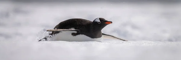 Panorama Pinguim Gentoo Deslizando Através Neve — Fotografia de Stock