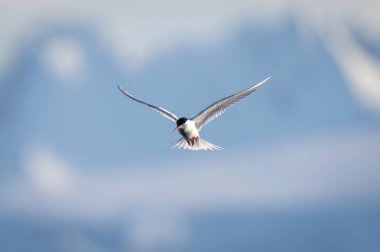 Arka planda buzdağıyla Antarktika deniz kabuğu uçar