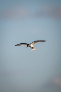 Antarktika deniz feneri açık mavi gökyüzünde süzülür
