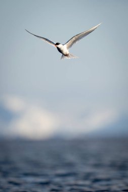 Antarktika 'da güneş ışığında süzülen deniz kabuğu