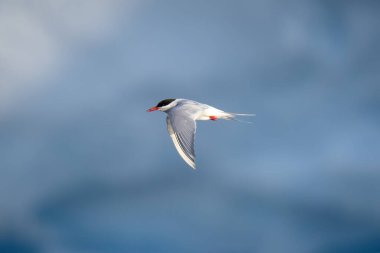 Antarktika kırağı kanatları aşağıda buzdağını geçer.
