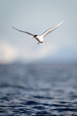 Antarktika deniz kabuğu suyun üzerinde süzülür kanatlarını açar