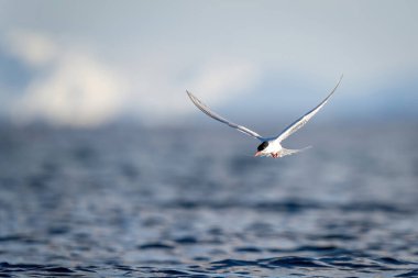 Antarktika 'da güneş ışığı altında deniz kabuğuna çekiliyor.