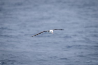 Siyah kaşlı albatros sakin mavi suyun üzerinde süzülüyor