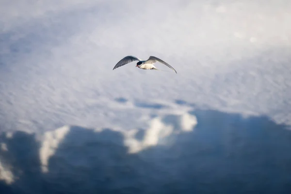 南極は雪の上を飛ぶ — ストック写真