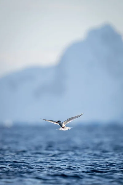 Tern Antártico Voa Sobre Oceano Perto Montanhas — Fotografia de Stock